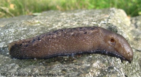 massive slug