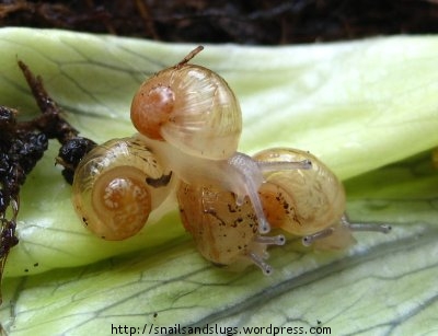 Image result for baby snails